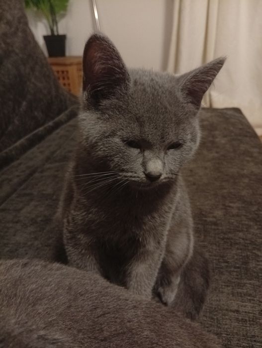 Pisoi British Shorthair