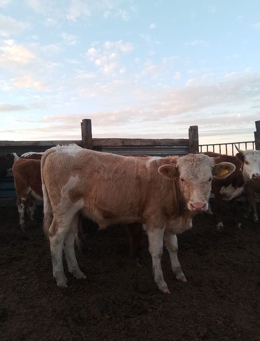 Еркек падсостар сатылады сементал