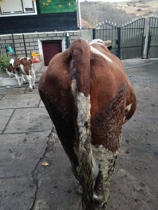 Vând vacă fătată de trei săptămâni