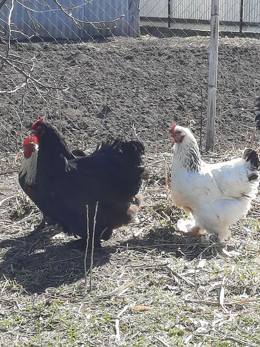 Vând cocoșei americani !