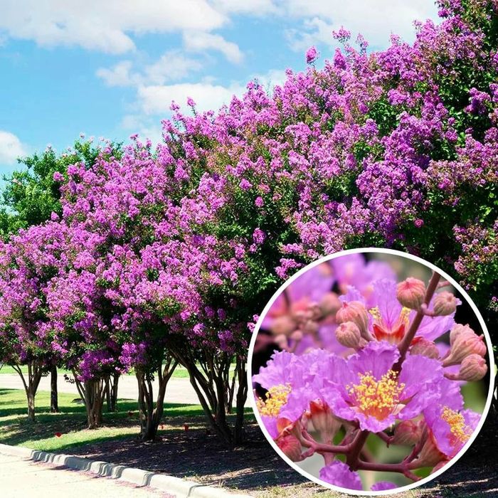 Liliac Indian (Tip Pomisor )