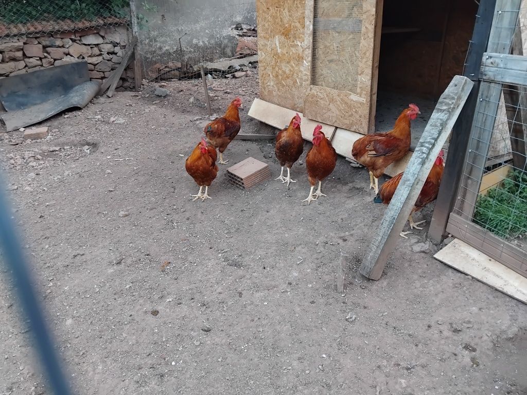 Домашни петли петлета
