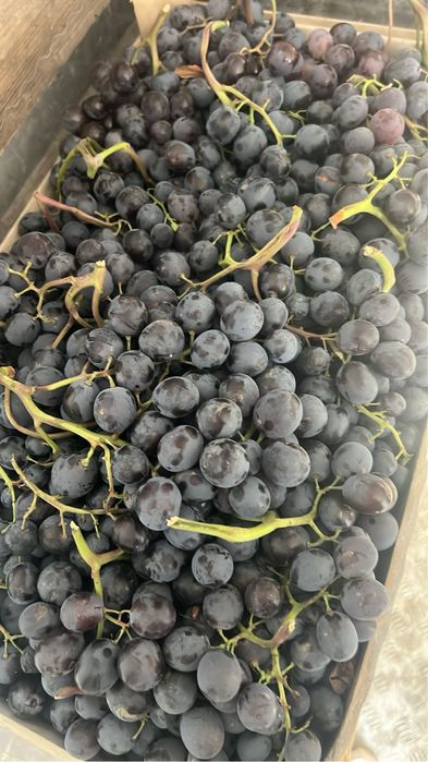 De vanzare struguri pentru vin