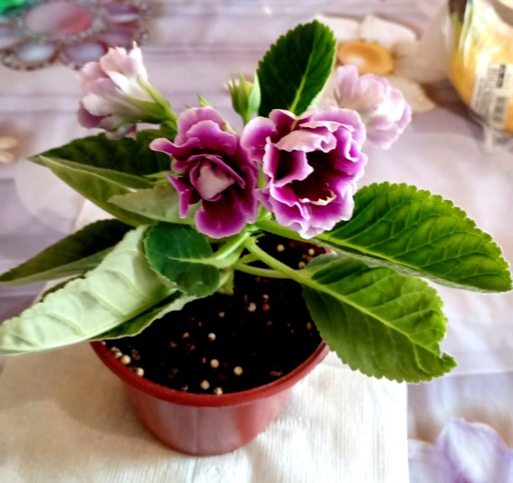 Продам сортовые фиалочки