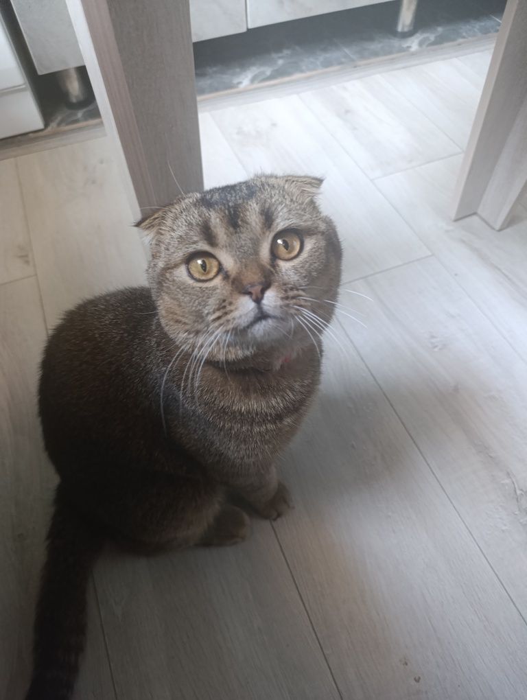 Шотландский Вислоухий кот
