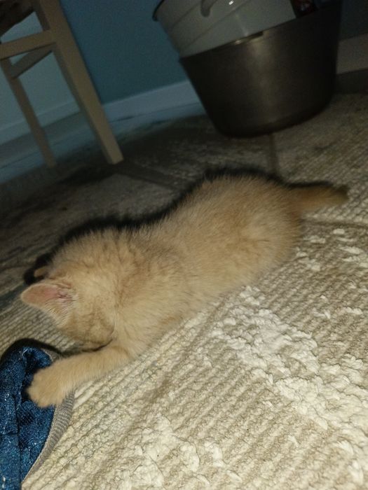 Котята 2 қыз девочки