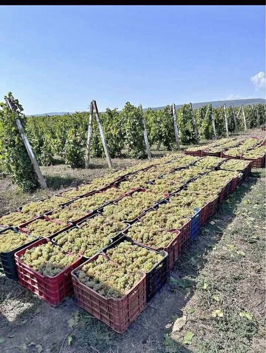 Struguri de vin