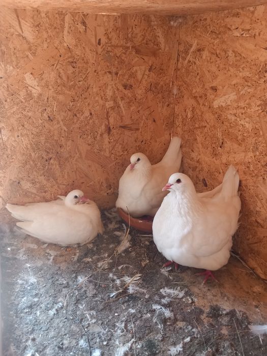 Porumbei Texani Mondaini și Huble Filiași Dolj