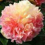 Rizomi ( Bulbi) de Bujor Nobil Gigant Lois Choice, pt plantat