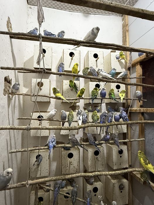 Papugay 30 тача бор сотиладигони