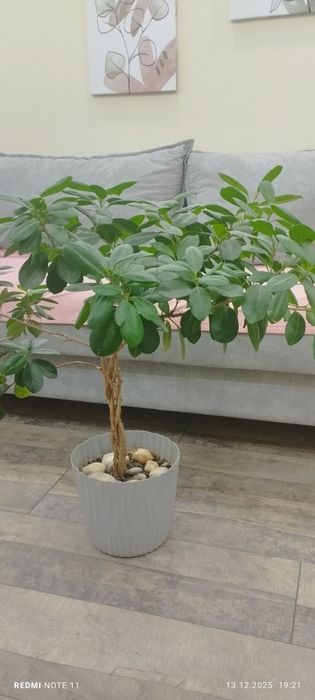 Фикус, комнатное растение, цветок