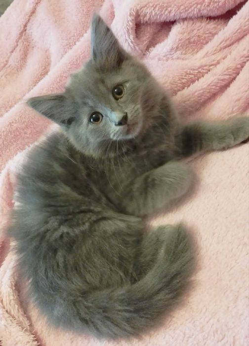 Printesa ANAIS Blue cauta casuta