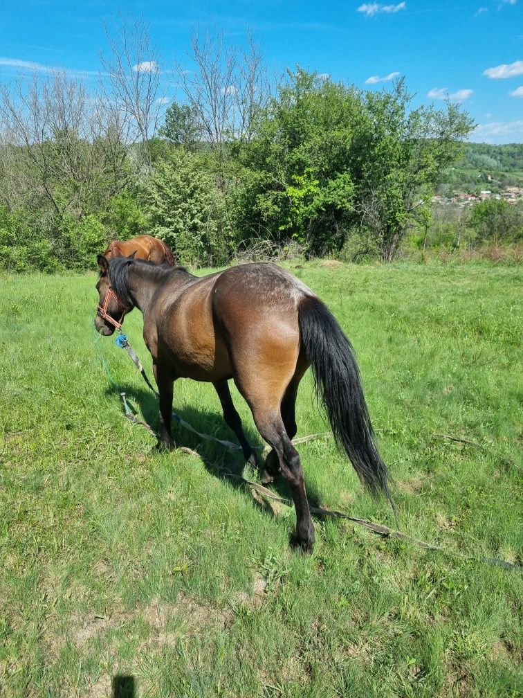 Iapa de vanzare  .