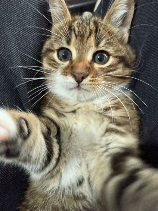 Donez 2 pui pisica,băiețel si fetiță