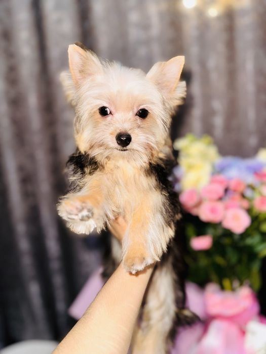 Щенок Йорширского терьера