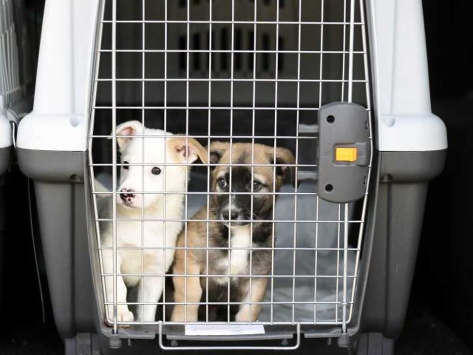 Pet taxi, transport animale de companie
