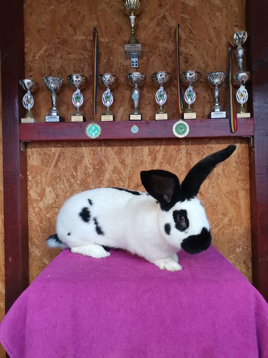 Iepuri Uriaș Pestriț German