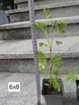 Индрише (Pelargonium roseum)