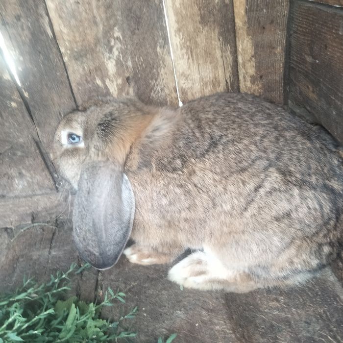 Disponibil Femelă Berbec german vârsta 7 luni
