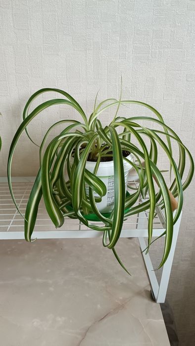 Хлорофитум, бабочки, цветы