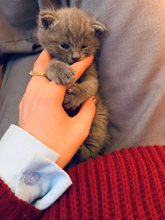 Продается котенок