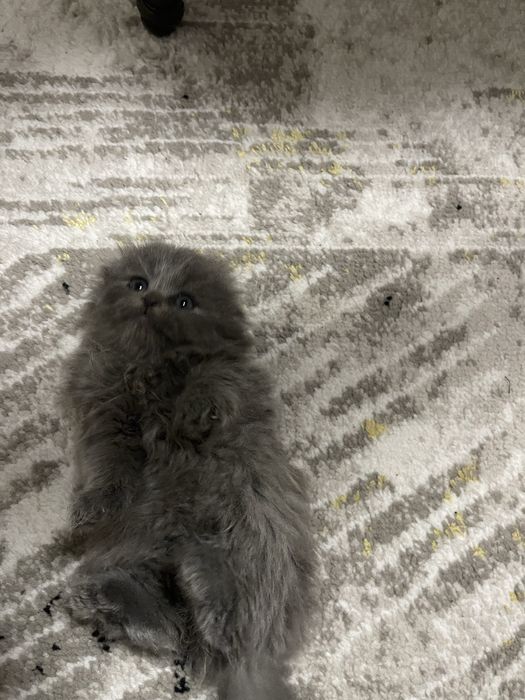 Вислоухий котёнок