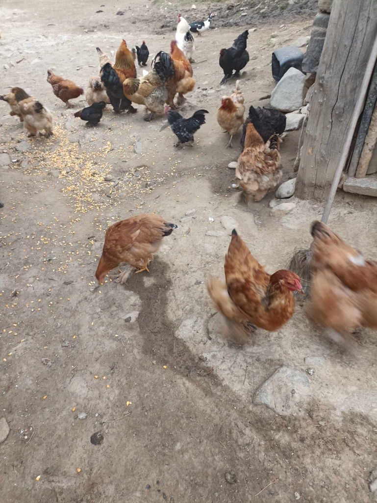 Vând găini metis brahma și Auracana 2023