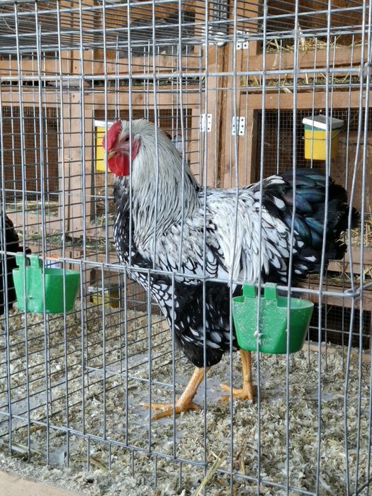 Cocos wyandotte argintiu