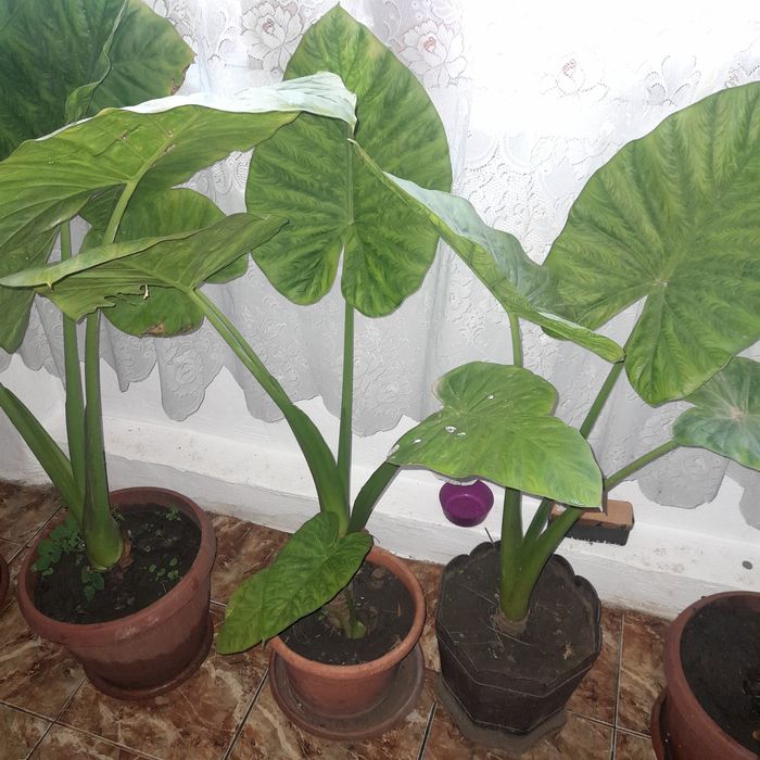 Flori , păsări, plante și animale pregătite pentru o casă nouă