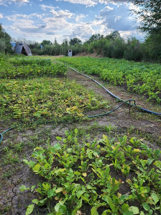 Продам дачу ск Дорожник в районе Саздинское водохронилище