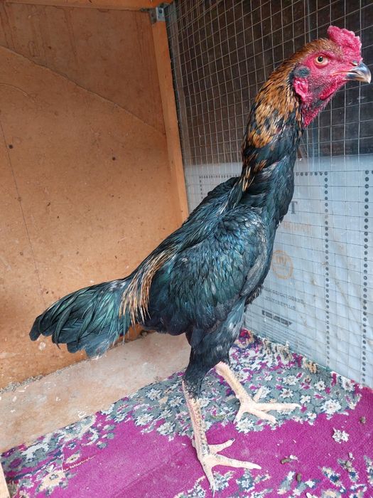 Dakan xo'roz jo'ja korea