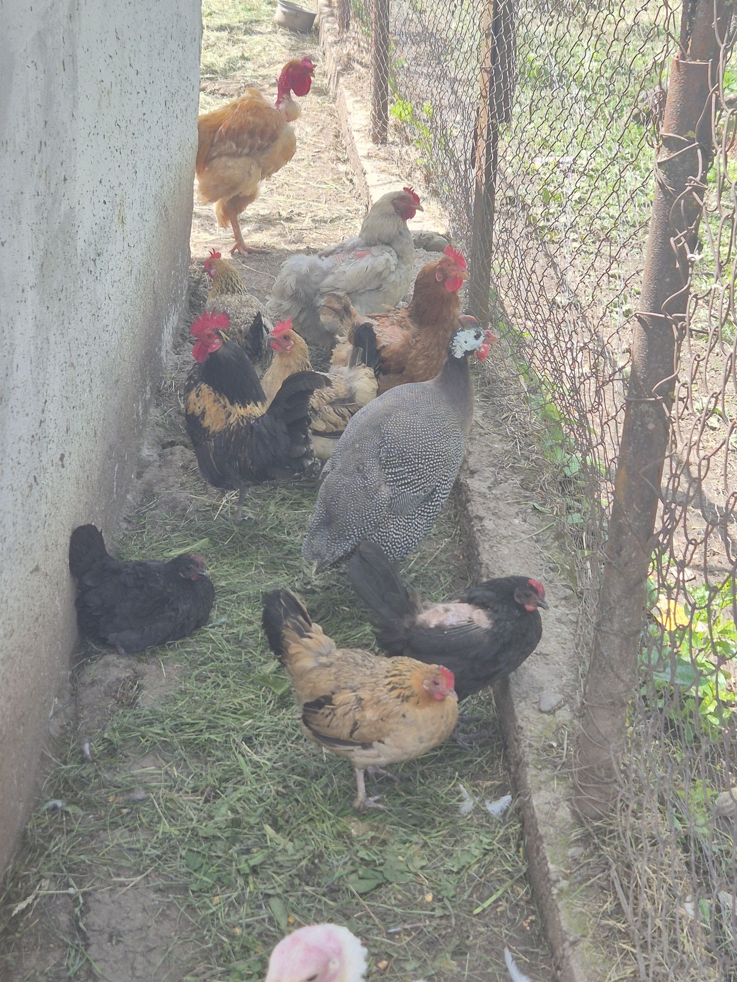 Pereche gainusa americane