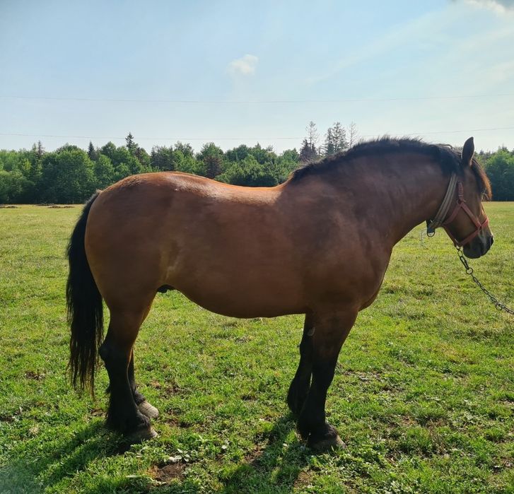 Iapă de vânzare Radauti