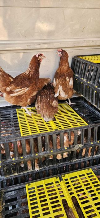 Кокошки носачки за яйца