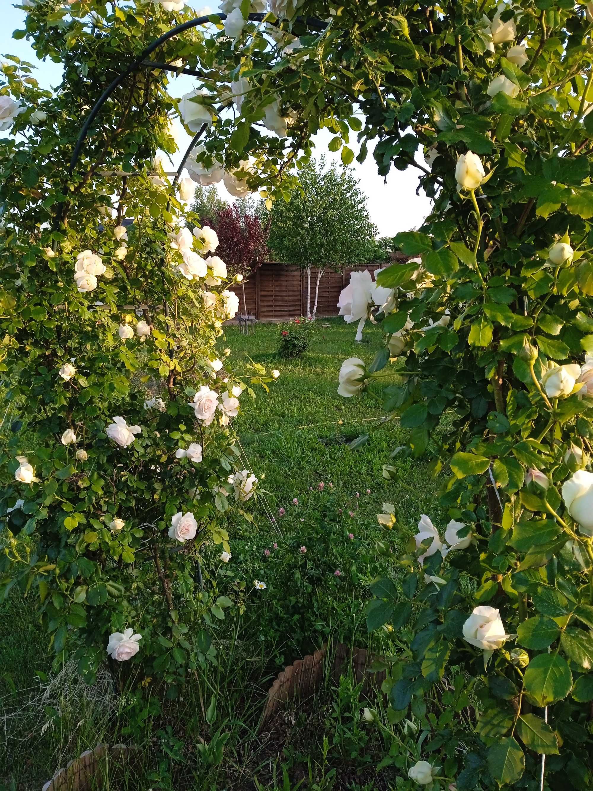 Teren rezidențial in mijlocul naturii Saftica-Ilfov-Bucuresti