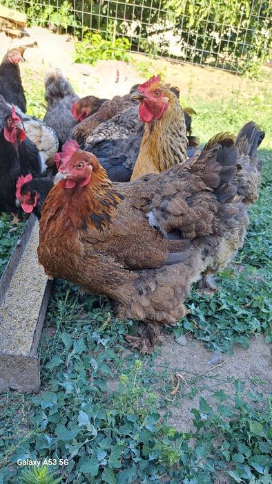 Metis cochinchin urias cu brahma