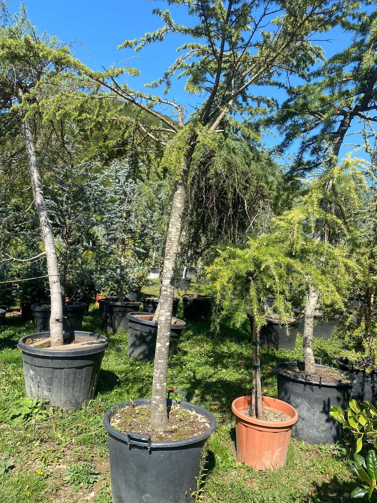 Amenajează-ți grădina cu plante ornamentale rezistente și frumoase