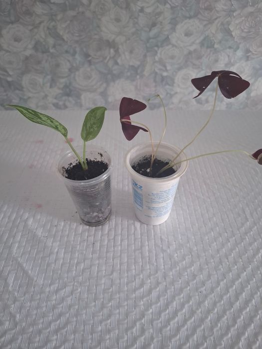 Продам комнатные цветы
