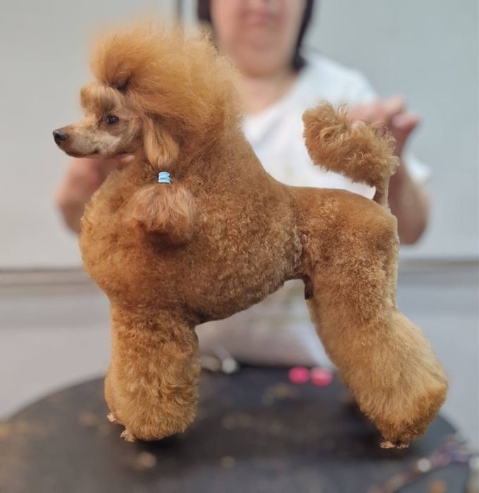 Продаются щенки пуделя