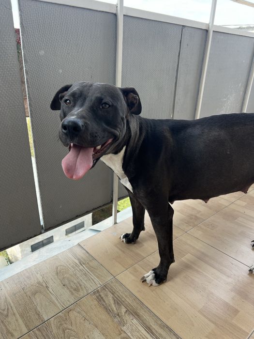 Отдам собаку питбуль