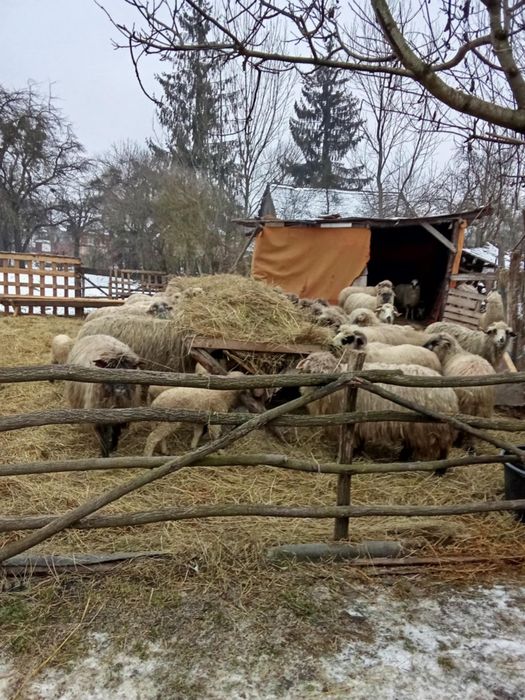 Vand oi mioare si stramioare bucati 20