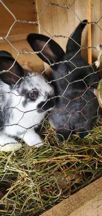 Vând iepuri uriași de Belgia și carne