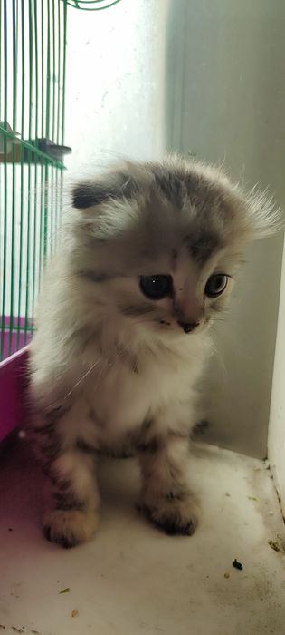 Котенок Скоттиш Фолд