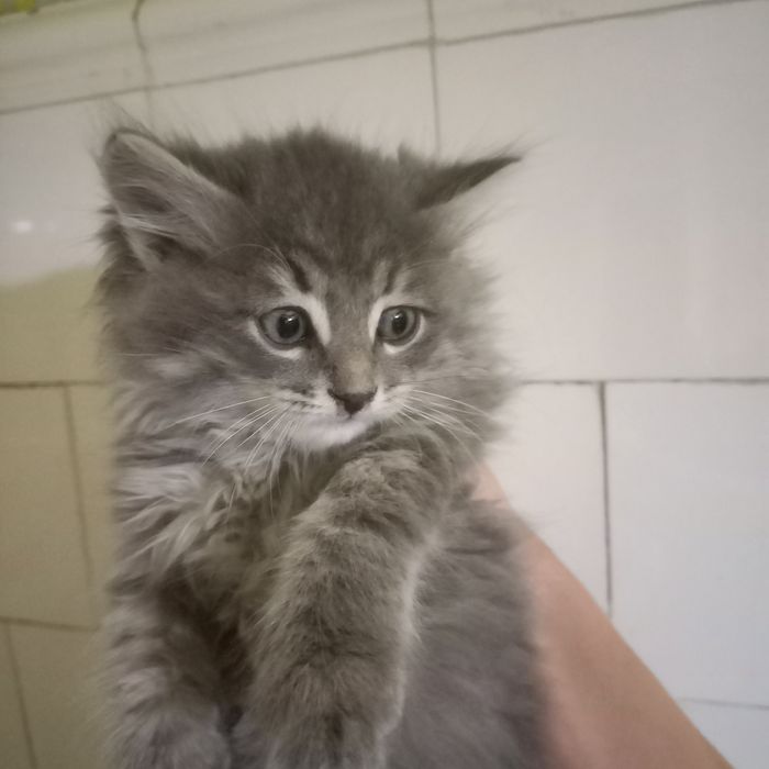 Котёнок мальчик 1,5  месяц