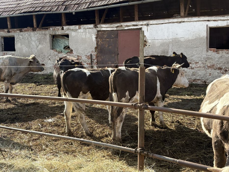 de vanzare vaci tinere si tauri