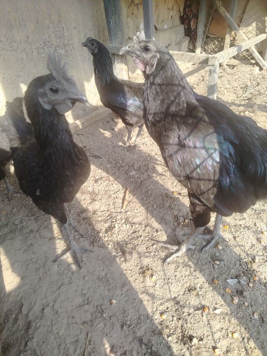 Ухайли хорозлари, бартер еки сотаман