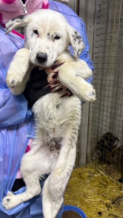 Щенки ждут любящих хозяев