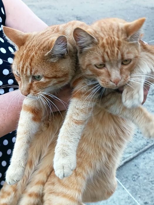 Отдам в добрые руки котиков.