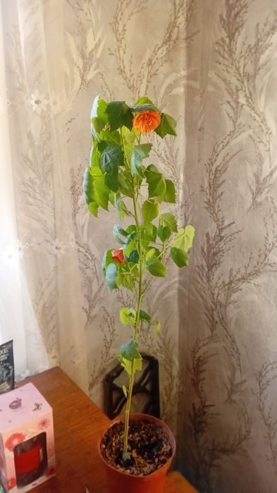 Продам комнатный цветок