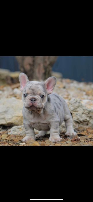 Bulldog francez merle